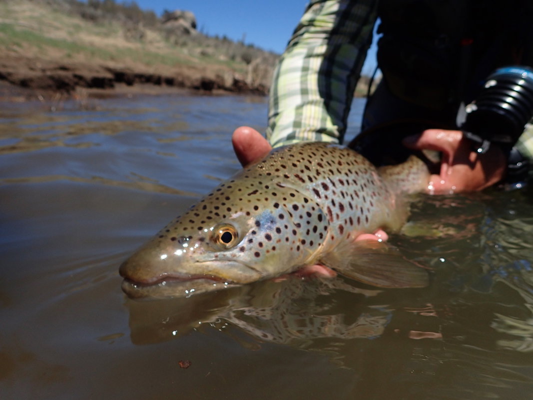 Fly Fishing Wade - Evening
